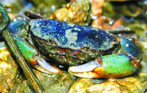 mud crabs crab florida gulf claws claw harris varieties darker some