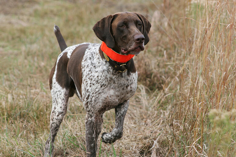 hunting dog with spots