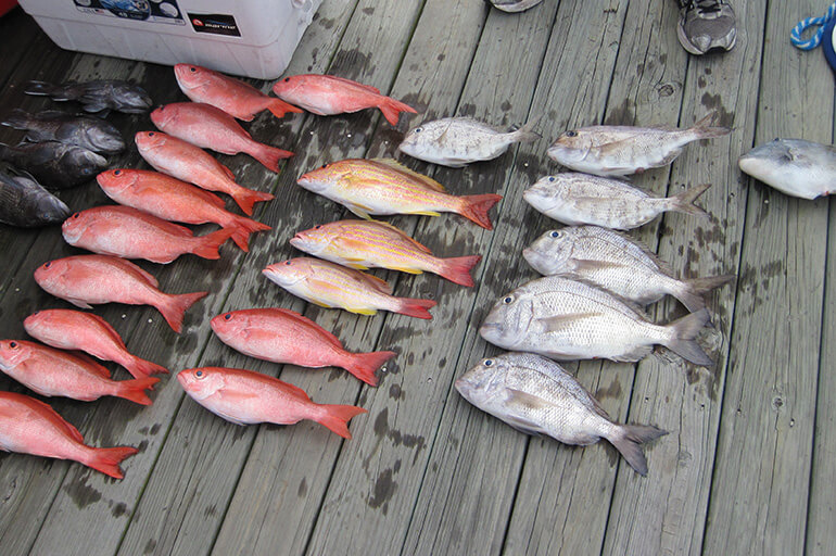 mixed bag on the reef