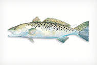 SPOTTEDSEATROUT