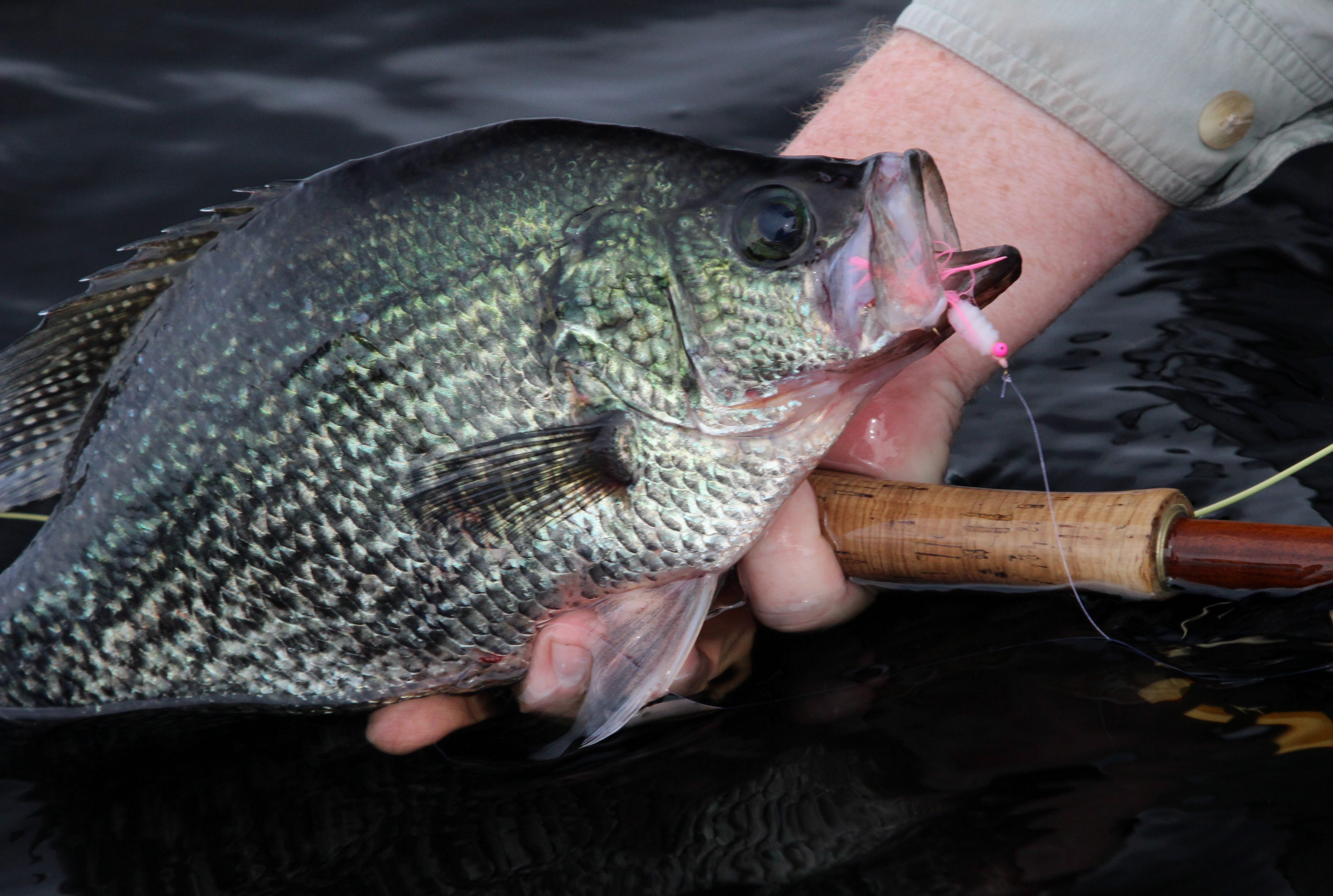 Fly Fishing for Crappie - Florida Sportsman