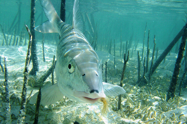 bonefish flats in bahamas